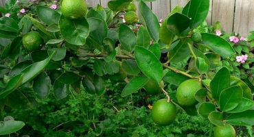 Jak pěstovat vápno z kamene doma, popis odrůd